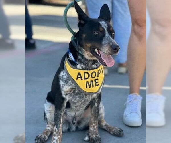 Medium Photo #5 Mutt Puppy For Sale in McKinney, TX, USA