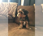 Puppy 2 Shorkie Tzu-Yorkshire Terrier Mix