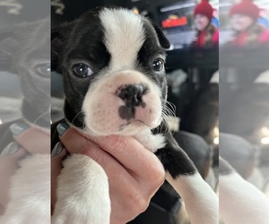 Boston Terrier Puppy for sale in CORTEZ, CO, USA