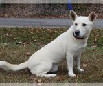 Small Photo #4 Basset Hound-Unknown Mix Puppy For Sale in Prattville, AL, USA