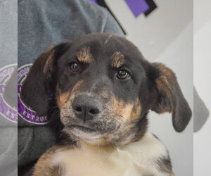 Shepweiller Dogs for adoption in Huntley, IL, USA