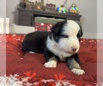Small Photo #70 Australian Shepherd Puppy For Sale in SALISBURY, NC, USA