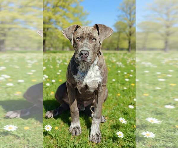 Medium Photo #6 Pointer-Unknown Mix Puppy For Sale in Talladega, AL, USA