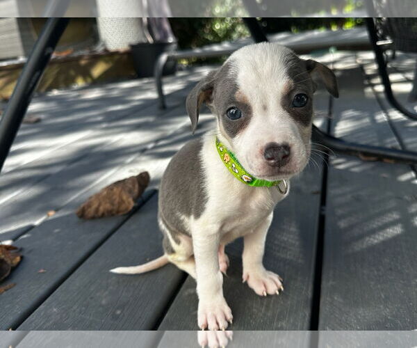 Medium Photo #6 American Staffordshire Terrier-Unknown Mix Puppy For Sale in Holly Springs, NC, USA