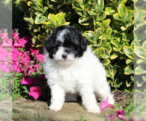 Pom-A-Poo Puppy for sale in NEW PROVIDENCE, PA, USA
