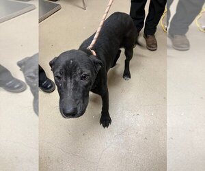 Labrador Retriever-Unknown Mix Dogs for adoption in Lacombe, LA, USA