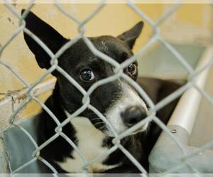 Mutt Dogs for adoption in Tulsa, OK, USA