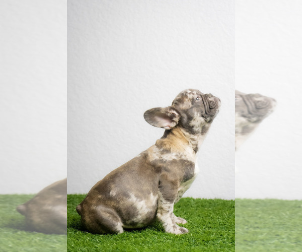 Medium Photo #6 French Bulldog Puppy For Sale in CAPE CORAL, FL, USA