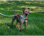 Small #7 Feist Terrier Mix
