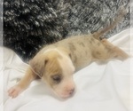 Small Photo #22 American Bully Puppy For Sale in LAKE STATION, IN, USA