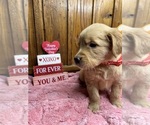 Small Photo #10 Golden Retriever Puppy For Sale in NEOLA, WV, USA