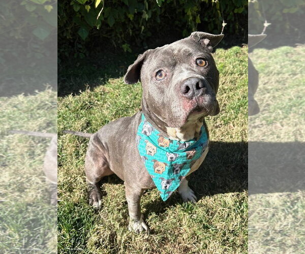 Medium Photo #9 American Pit Bull Terrier-Unknown Mix Puppy For Sale in Redlands, CA, USA