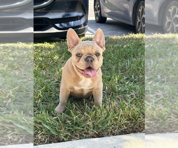 Medium Photo #1 French Bulldog Puppy For Sale in HOMESTEAD, FL, USA