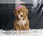 Puppy Celie AKC Poodle (Toy)