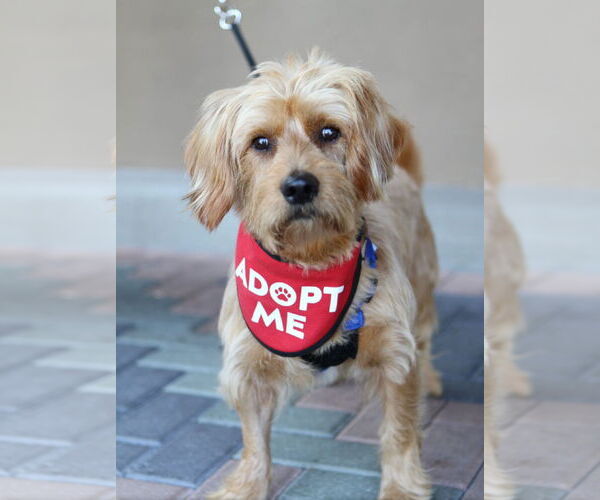 Medium Photo #1 Doodle Puppy For Sale in Mission Viejo, CA, USA