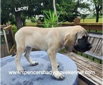 Small #12 Mastiff