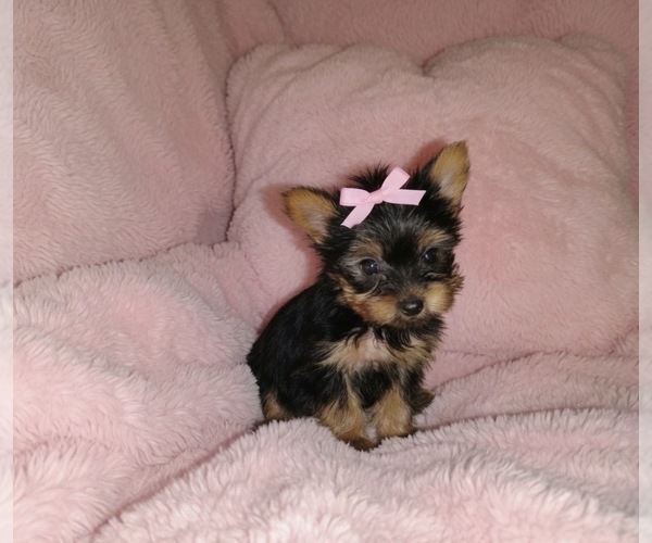 Medium Photo #1 Yorkshire Terrier Puppy For Sale in VIRGINIA BEACH, VA, USA