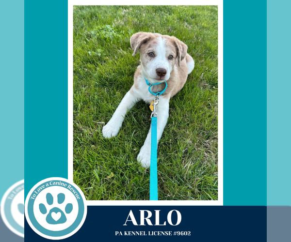 Medium Photo #1 Aussiedor Puppy For Sale in Kimberton, PA, USA