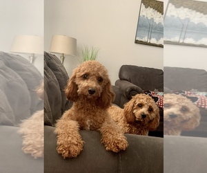 Cavapoo Puppy for sale in EL RENO, OK, USA