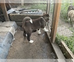 Small Photo #11 Akita Puppy For Sale in FLORISSANT, MO, USA