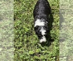 Small #7 Aussiedoodle