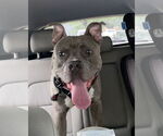Small #2 American Bulldog Mix