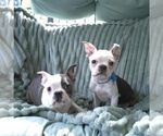 Small #14 Boston Terrier