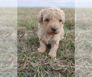 Aussie-Poo-Aussiedoodle Mix Puppy for sale in TAYLOR, TX, USA