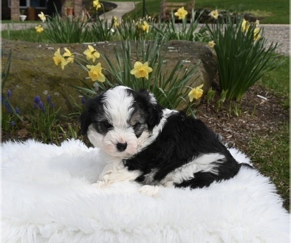 Medium Photo #1 Aussiedoodle Miniature  Puppy For Sale in SUGARCREEK, OH, USA