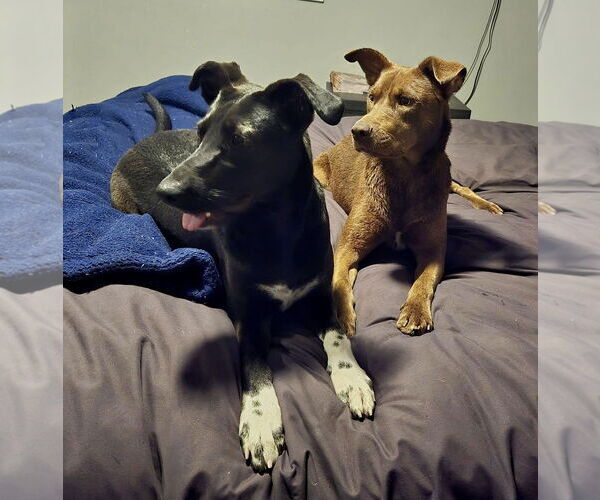 Medium Photo #3 Labrador Retriever-Unknown Mix Puppy For Sale in Mount Laurel, NJ, USA