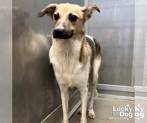 Otis - Male Mutt Dog for Adoption - Photo #5
