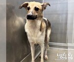 Small #5 Mutt