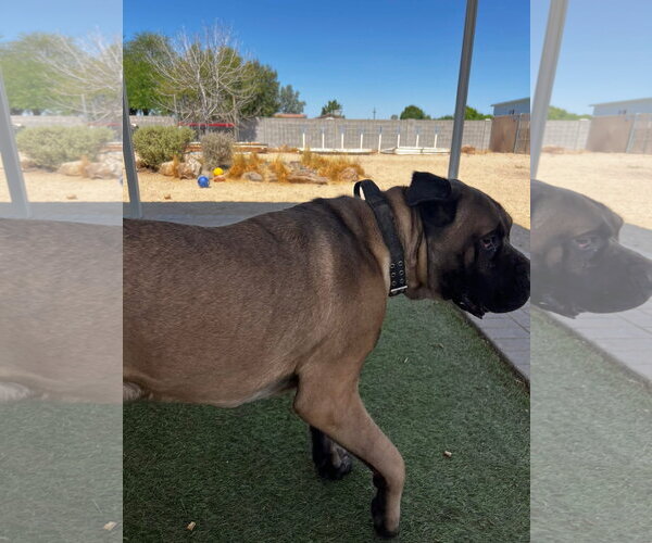 Medium Photo #6 Mutt Puppy For Sale in Goodyear, AZ, USA