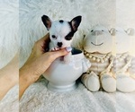 Small #3 Chihuahua