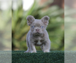 Small #1 French Bulldog