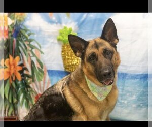 German Shepherd Dog Dogs for adoption in Placerville, CA, USA