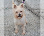Small #3 Cairn Terrier Mix