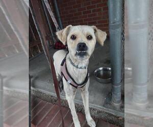 Chihuahua Dogs for adoption in Chula Vista, CA, USA