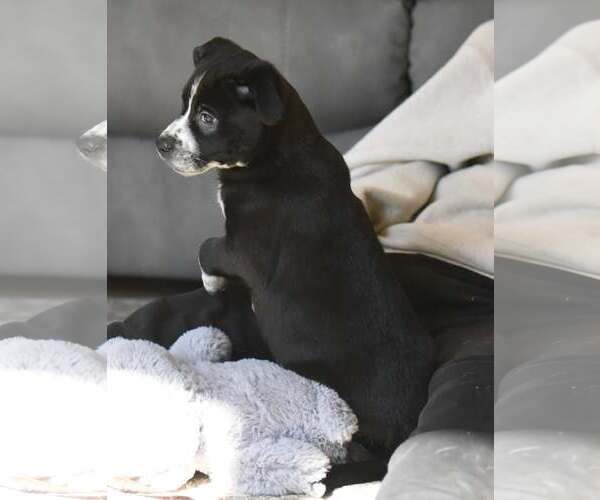 Medium Photo #6 Mutt Puppy For Sale in Mechanicsburg, PA, USA