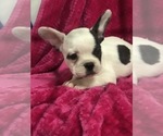 Small Photo #2 French Bulldog Puppy For Sale in HARTVILLE, MO, USA