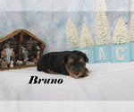 Small #10 Yorkshire Terrier