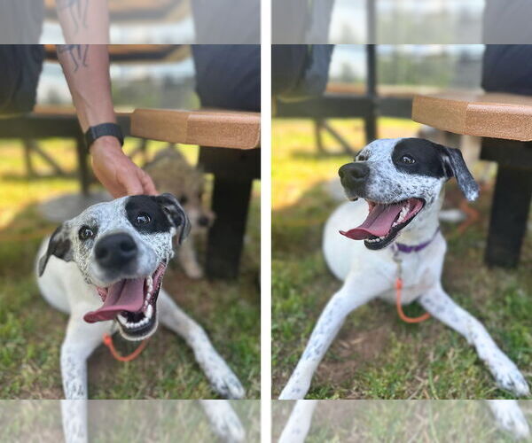 Medium Photo #3 Mutt Puppy For Sale in Weaverville, NC, USA