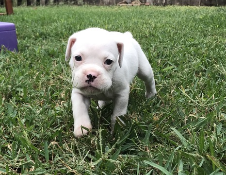 Medium Photo #1 Boxer Puppy For Sale in DEER PARK, TX, USA