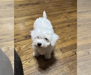 Bichon Frise Puppy for sale in TUSCALOOSA, AL, USA