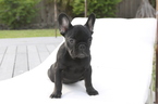 Small Photo #1 French Bulldog Puppy For Sale in HOLLYWOOD, FL, USA