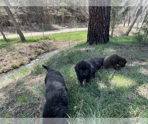 Medium Photo #6 Newfoundland Puppy For Sale in ALBUQUERQUE, NM, USA