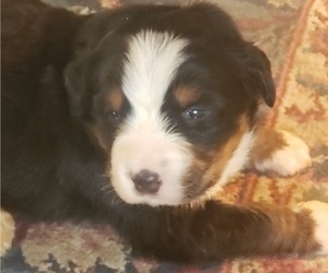 Bernese Mountain Dog Puppy for sale in WAYLAND, IA, USA