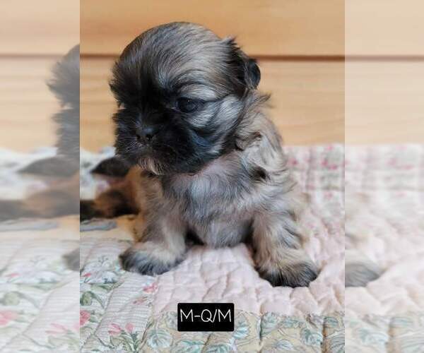 Medium Photo #1 Shih Tzu Puppy For Sale in MANES, MO, USA