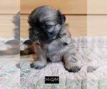 Small Photo #1 Shih Tzu Puppy For Sale in MANES, MO, USA