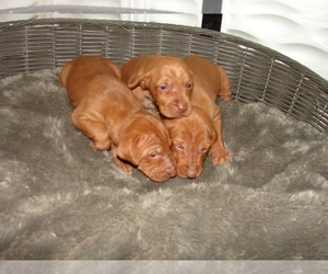 Vizsla Puppy for Sale in AMORITA, Oklahoma USA